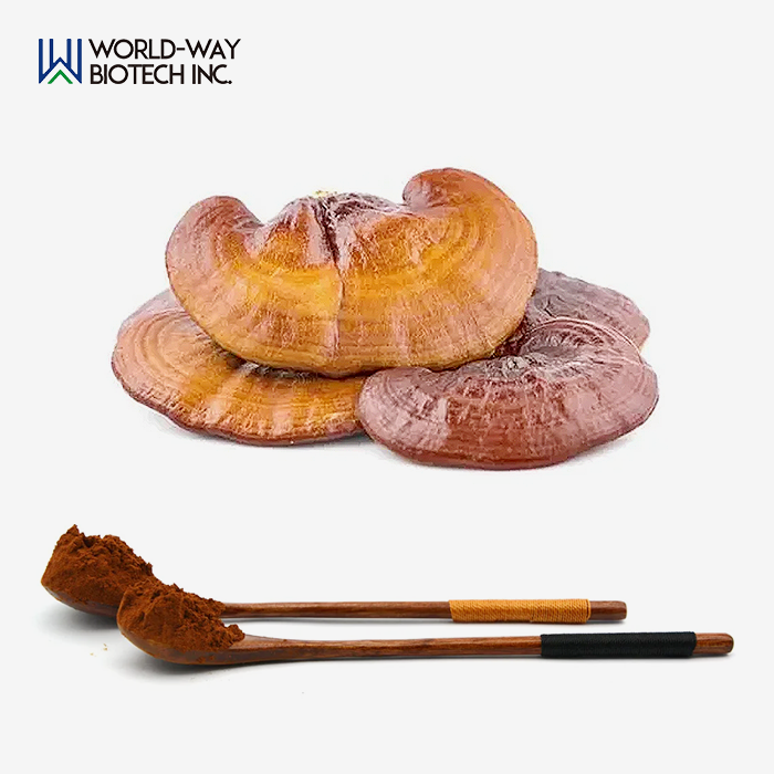 Best Reishi Mushroom Extract